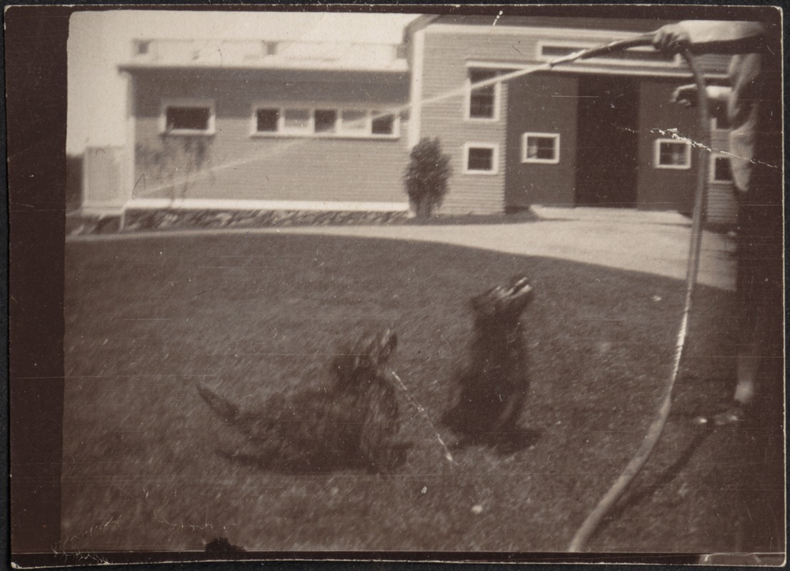 Two black Scottish Terriers on lawn; person on far right