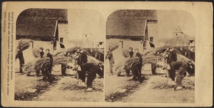Belgian soldiers getting forage ready for the cavalry