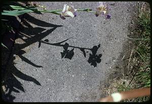 Flower and shadow