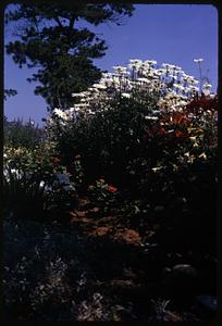 Mrs. Pettie's garden, OOB [Old Orchard Beach], Me.