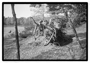 Uprooted tree in body of water