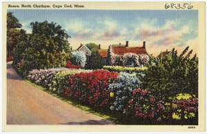 Roses, North Chatham, Cape Cod,  Mass.