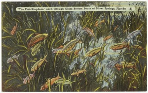 "The Fish-Kingdom," seen through glass bottom boats at Silver Springs, Florida