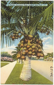 A Florida cocoanut palm loaded with fruit