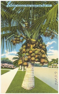 A Florida cocoanut palm loaded with fruit