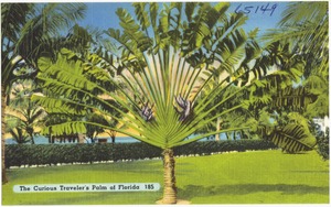 The curious traveler's palm of Florida