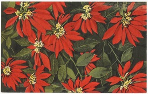The gorgeous poinsettia