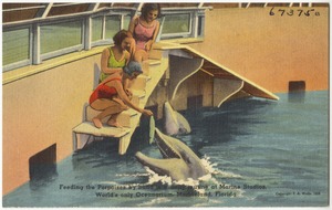 Feeding the porpoises by hand is a daily routine at Marine Studios, world's only oceanarium, Marineland, Florida