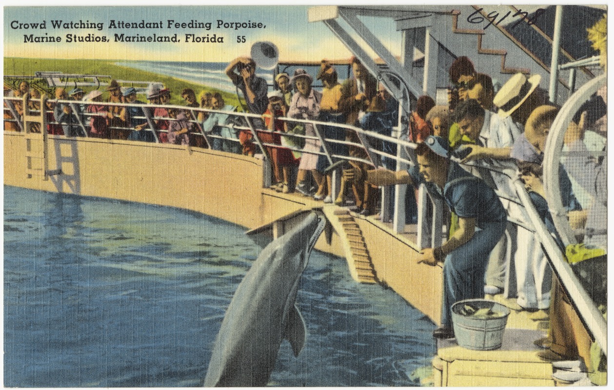 Crowd watching attendant feeding porpoise, Marine Studios, Marineland, Florida