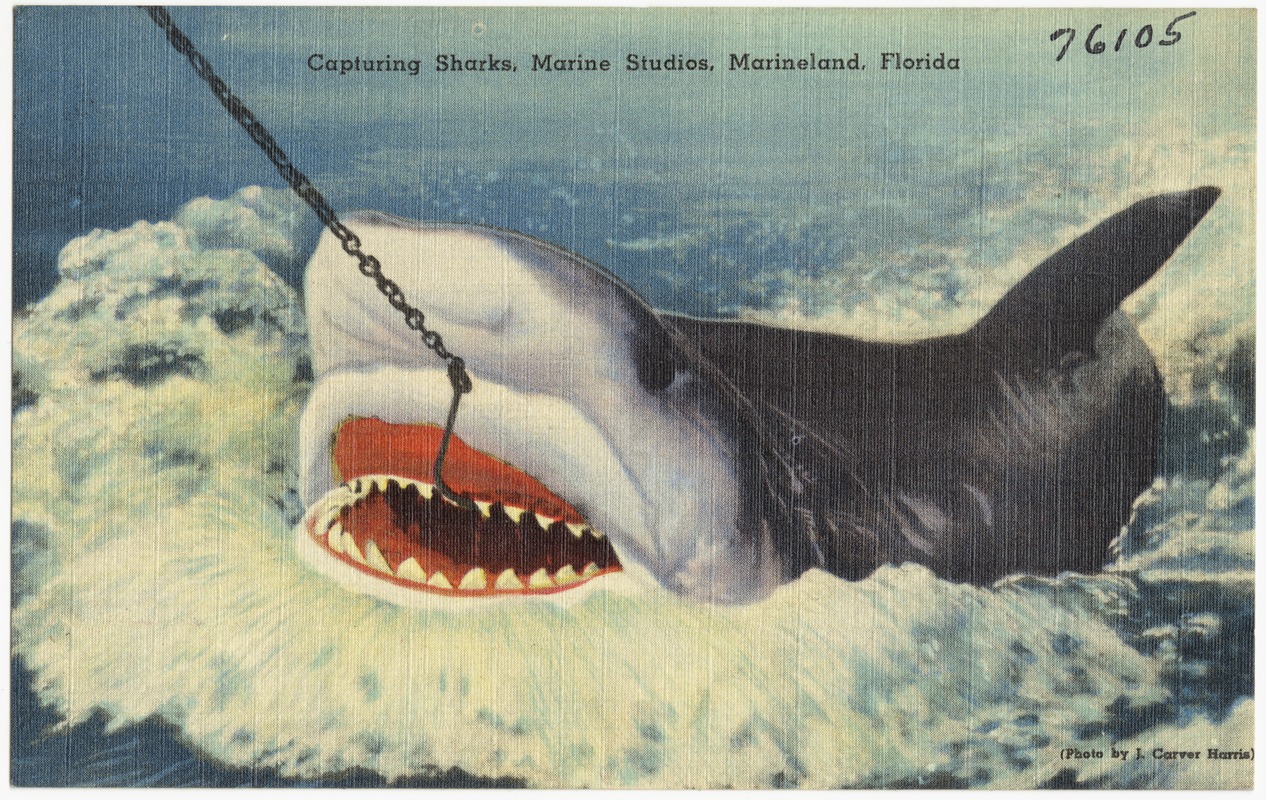 Capturing sharks, Marine Studios, Marineland, Florida