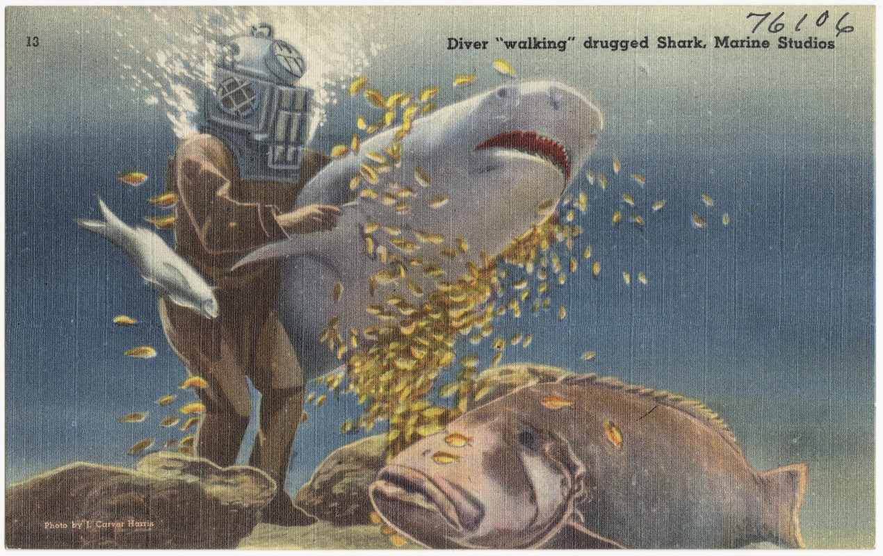 Diver "walking" drugged shark, Marine Studios