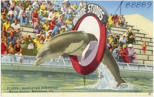 Flippy, "educated porpoise," Marine Studios, Marineland, Florida