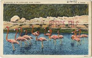 Flamingos in the Everglades, Miami, Florida