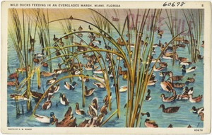 Wild ducks feeding in an Everglades marsh, Miami, Florida