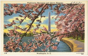 Washington Monument and Cherry Blossoms, Washington, D. C.