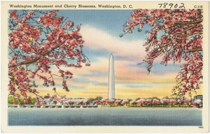Washington Monument and Cherry Blossoms, Washington, D. C.