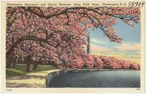 Washington Monument and Cherry Blossoms along Tidal Basin, Washington, D. C.