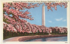 Washington Monument through the Cherry Blossoms, Washington, D. C.