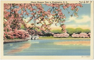 Cherry Blossom time in Washington, D. C.