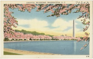 Oriental blossoms, Washington, D. C.