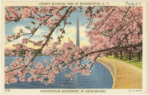 Cherry Blossom time in Washington, D. C., Washington Monument in background