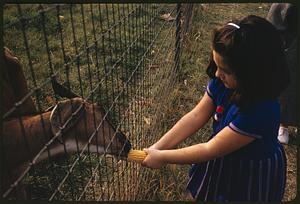 Girl feeding goat corn through fence