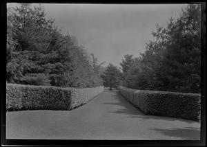 Avenue of beeches, toward copper beech, on grounds of Geo. McFadden
