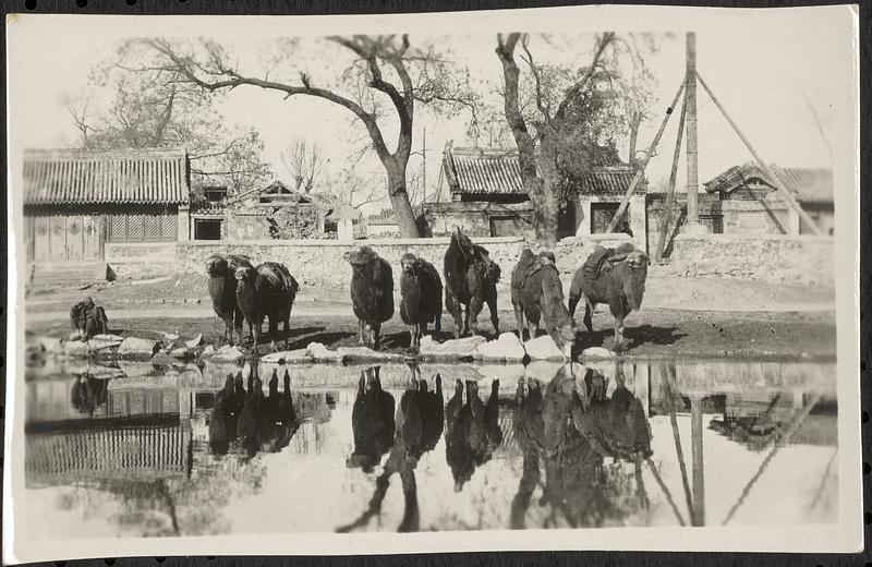 Camel train