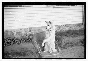 Dog on chair