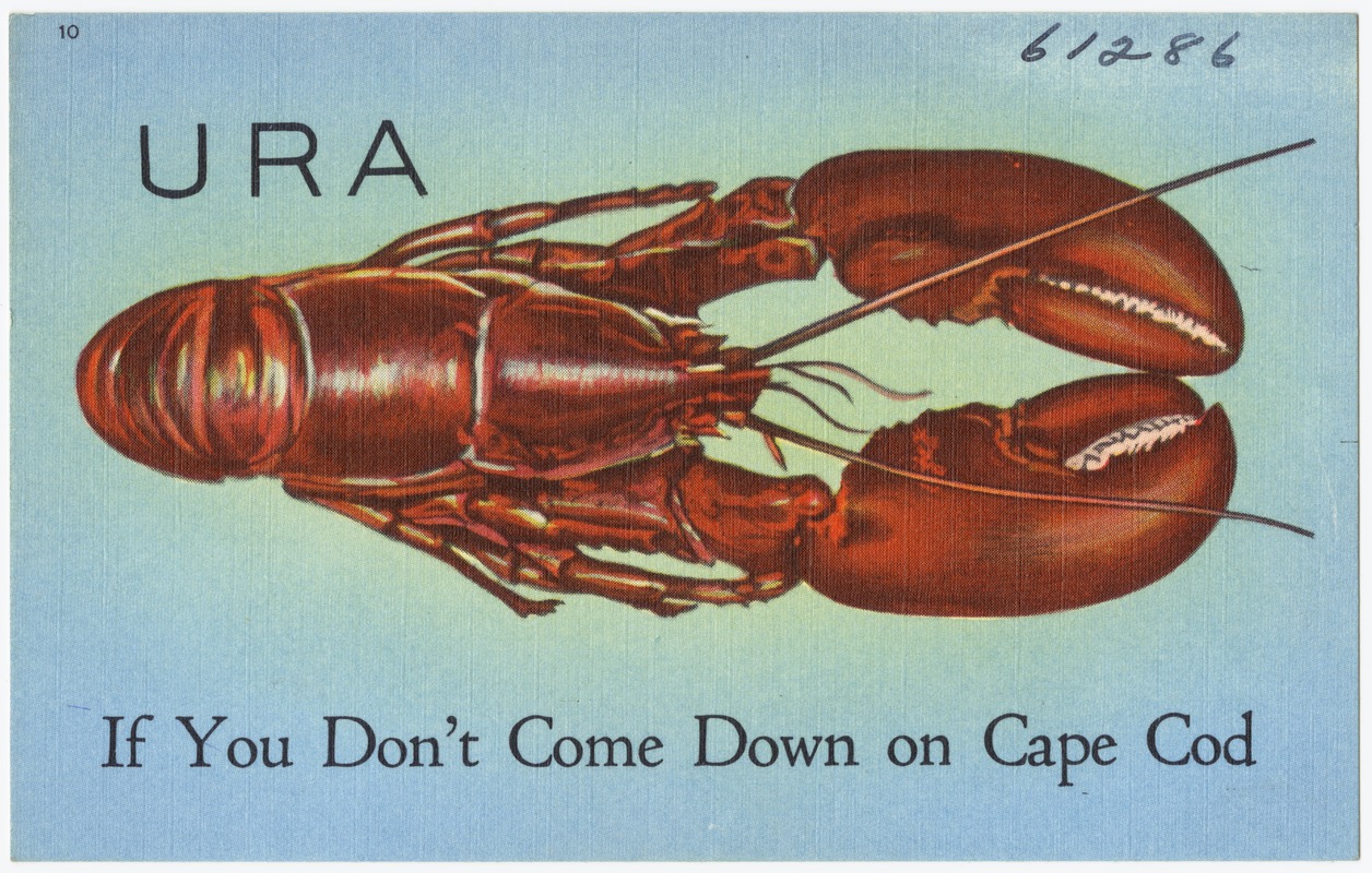URA [Lobster], if you don't come down on Cape Cod, Mass.