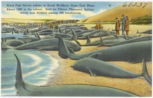 Black Fish driven ashore at South Wellfleet, Cape Cod, Mass., about 1500 in the school, sold for fifteen thousand dollars, which was divided among 300 inhabitants.