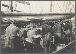 Boston, Massachusetts. Fishermen baiting trawls, T wharf, 1903