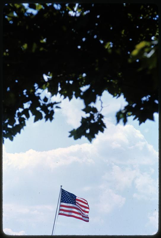 Tree leaves over American flag