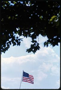 Tree leaves over American flag