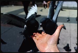 Two pigeons eating from person's hand, Boston Common