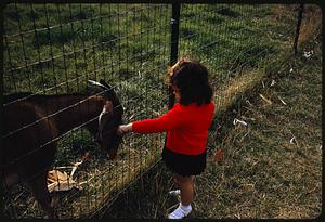 Girl looking at goat through fence