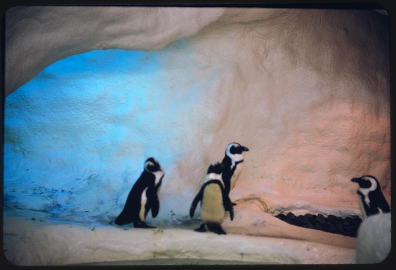African penguins at New England Aquarium Digital Commonwealth