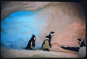 African penguins at New England Aquarium