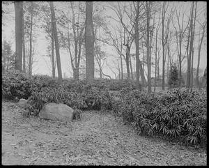 Rhododendron planting