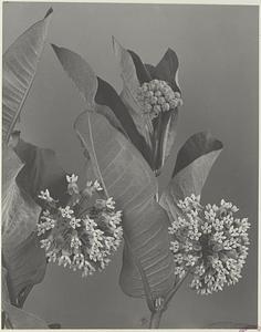 240. Asclepias syriaca, milkweed, silkweed
