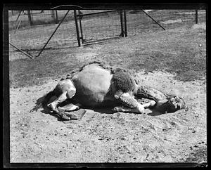 Camel - Franklin Park Zoo