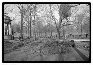 Setting up Christmas tree, Boston Common