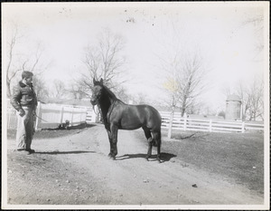 Man with a well-groomed horse wearing a halter and lead rein