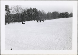A winter scene of four dark-colored horses and one white horse in a snow-covered field or pasture