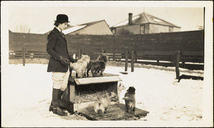 A woman in riding attire stands in a wintry paddock near five small terrier dogs