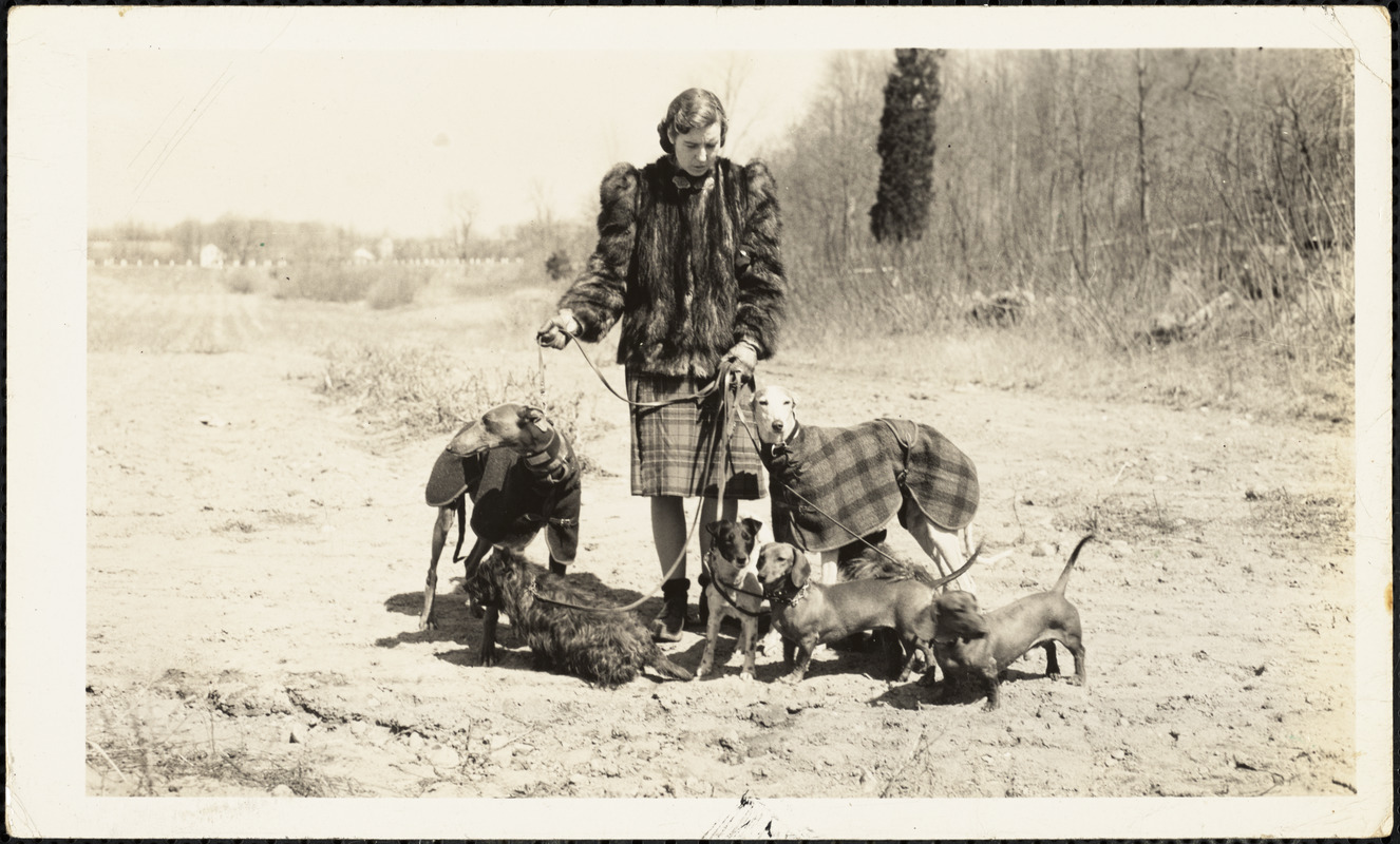 A woman holding the leashes of seven dogs