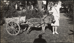 Donkey stallion owned by Mrs. Patton - sire of Dominico II
