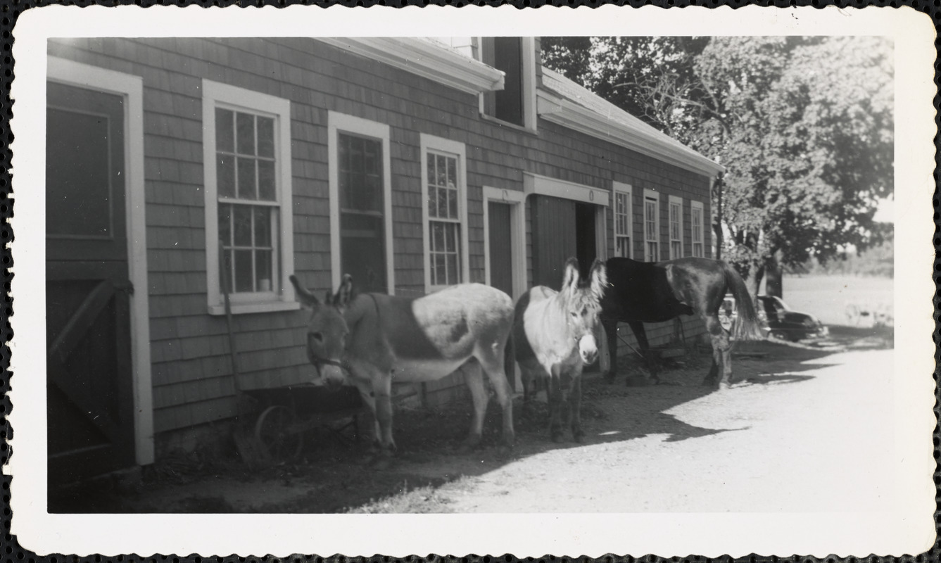 Two donkeys and a dark-colored horse