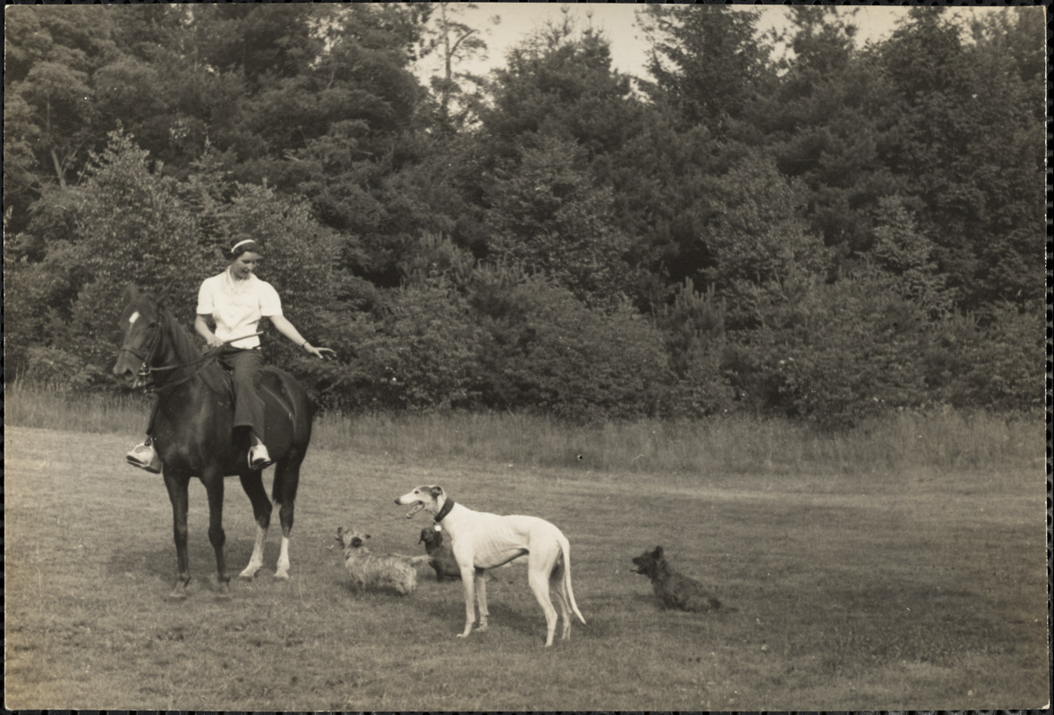 Woman sits astride a well-groomed horse with four dogs nearby