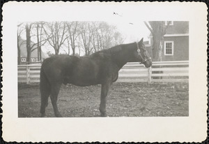 A dark-colored horse wearing a halter stands in a field or paddock enclosed by a white wooden fence